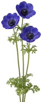 Poppy Anemone cut-out illustration