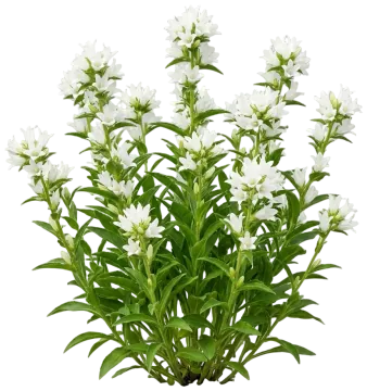Angel Bells Clustered Bellflowers cut-out illustration