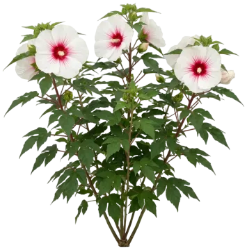 Angel Eyes Hibiscus cut-out illustration
