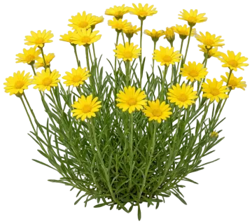 Angelita Daisy cut-out illustration