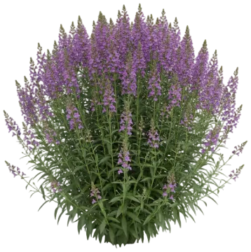 Angelonia cut-out illustration