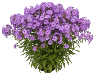 Lavender Annual Phlox cut-out illustration