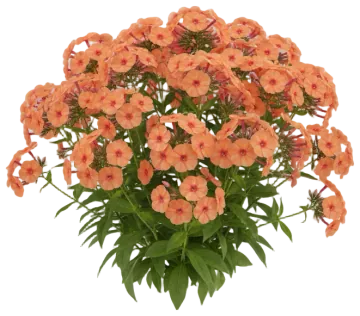 Peach Annual Phlox cut-out illustration