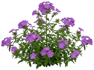 Purple Annual Phlox cut-out illustration