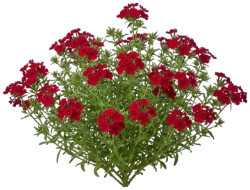 Red Annual Phlox cut-out illustration