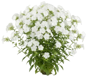 White Annual Phlox cut-out illustration