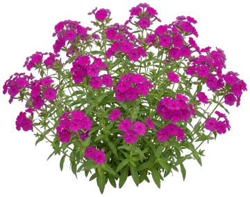 Annual Phlox cut-out illustration