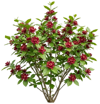Aphrodite Sweetshrub cut-out illustration
