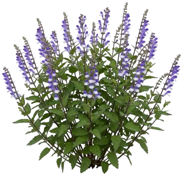 Appalachian Blues Skullcap cut-out illustration