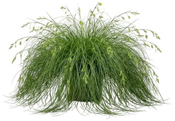 Appalachian Sedge cut-out illustration