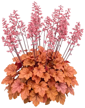 Apricot Coral Bells cut-out illustration