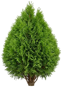 Cheer Drops Arborvitae cut-out illustration