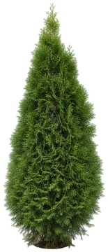 Emerald Green cut-out illustration