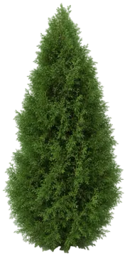 Green Giant cut-out illustration