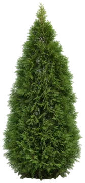 Arborvitae cut-out illustration