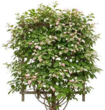 Arctic Beauty Hardy Kiwi cut-out illustration