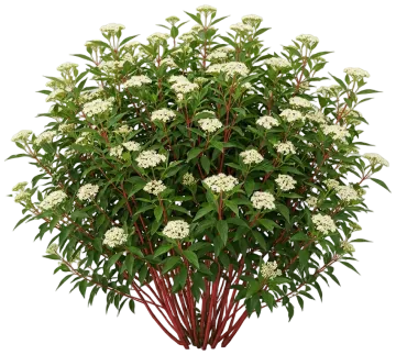 Arctic Fire Red Twig Dogwood cut-out illustration