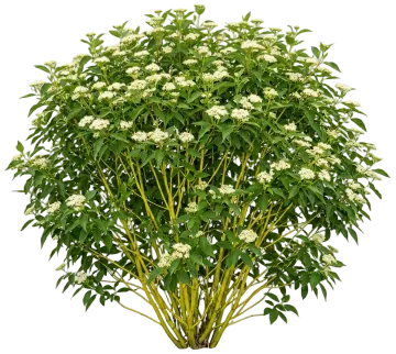 Arctic Fire Yellow Dogwood cut-out illustration