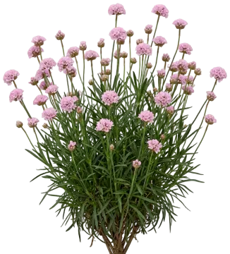 Armeria Dreameria Daydream cut-out illustration