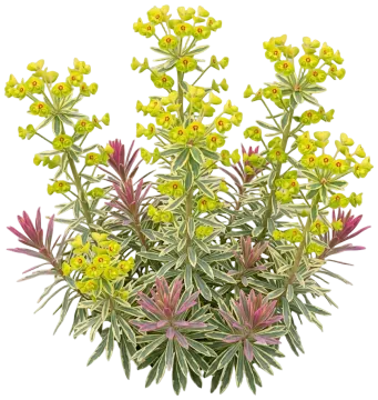 Ascot Rainbow Spurge cut-out illustration
