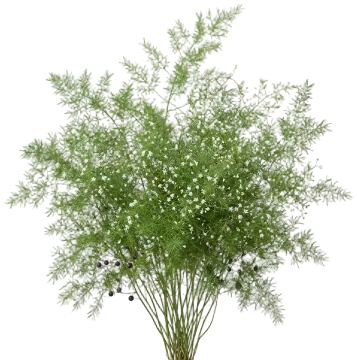 Asparagus Fern cut-out illustration