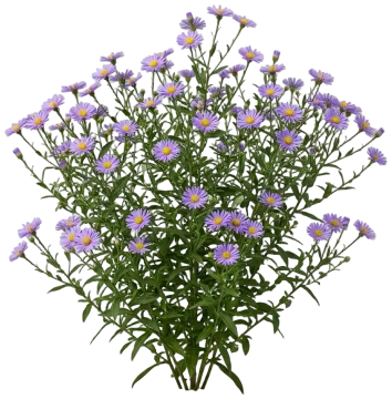 Aromatic Aster cut-out illustration