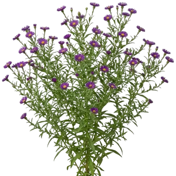 Believer Purple Aster cut-out illustration