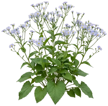 Bigleaf Aster cut-out illustration