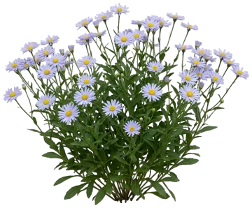 Blue Star Japanese Aster cut-out illustration