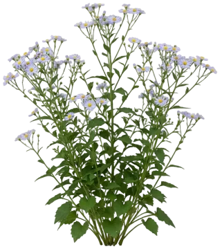 Blue Wood Aster cut-out illustration