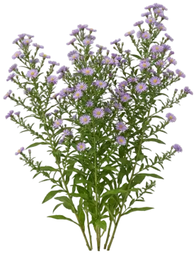 New York Aster cut-out illustration