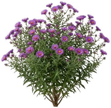 Purple Dome cut-out illustration