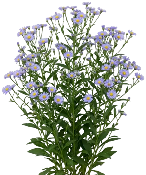 Smooth Blue Aster cut-out illustration