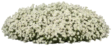 Snow Flurry cut-out illustration