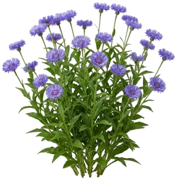 Stokes' Aster cut-out illustration