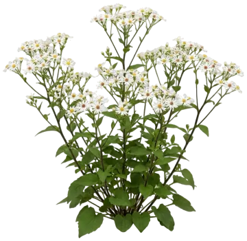 White Wood Aster cut-out illustration