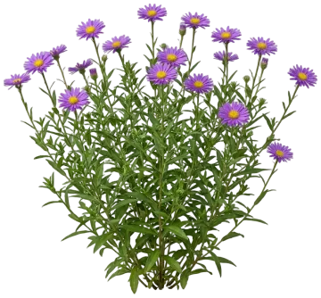 Wood's Purple cut-out illustration