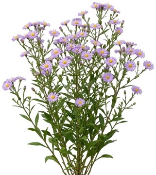 Aster cut-out illustration