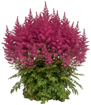 Astilbe cut-out illustration