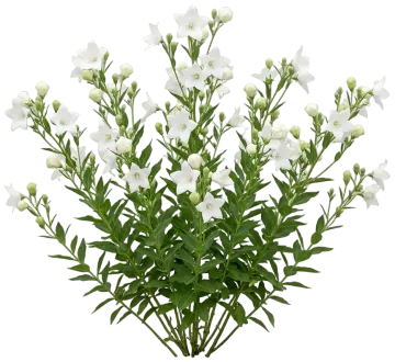 Astra White Balloon Flower cut-out illustration