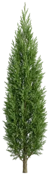 Atlantic White Cedar cut-out illustration