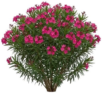 Austin Pretty Limits Oleander cut-out illustration