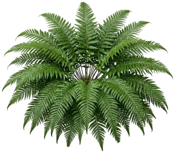Austral Gem Fern cut-out illustration