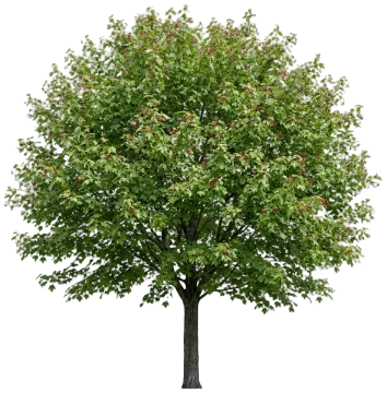 Autumn Blaze Maple cut-out illustration