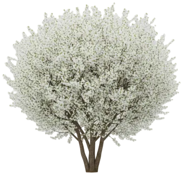 Autumn Flowering Cherry cut-out illustration