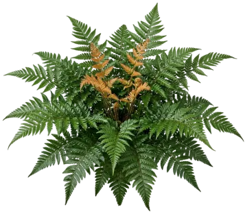 Brilliance Autumn Fern cut-out illustration