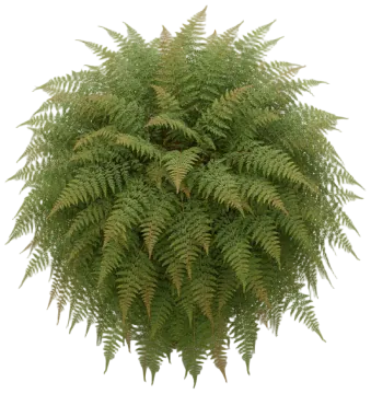 Autumn Fern cut-out illustration