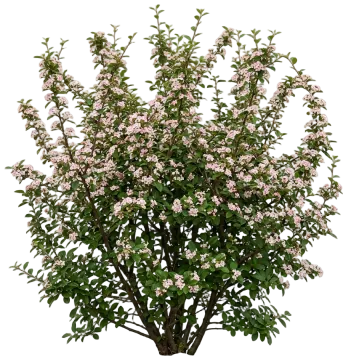 Autumn Inferno Cotoneaster cut-out illustration