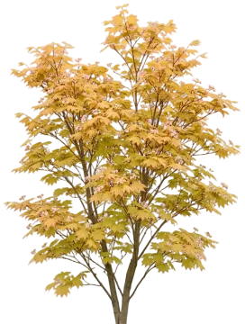 Autumn Moon Japanese Maple cut-out illustration