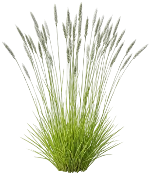 Autumn Moor Grass cut-out illustration